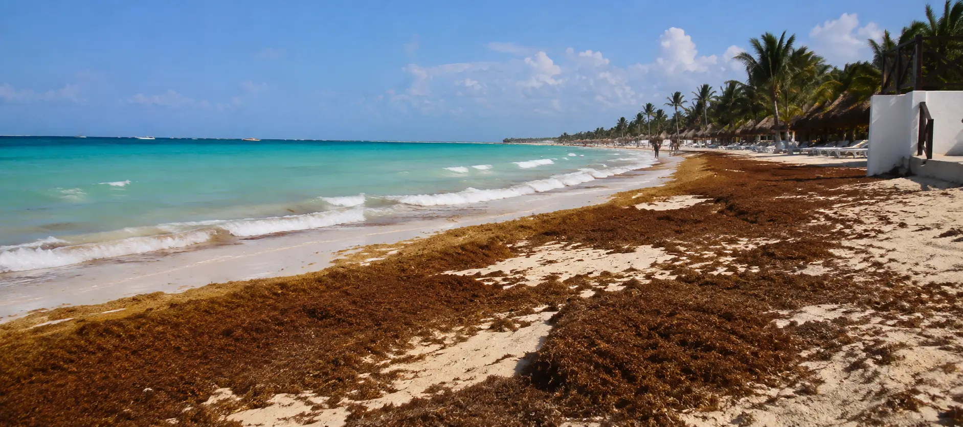 Franja de sargazo acumulada en la orilla de una playa del Caribe
