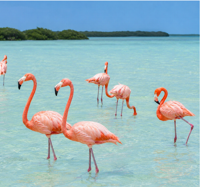 Flamencos rosados en aguas someras del Caribe mexicano