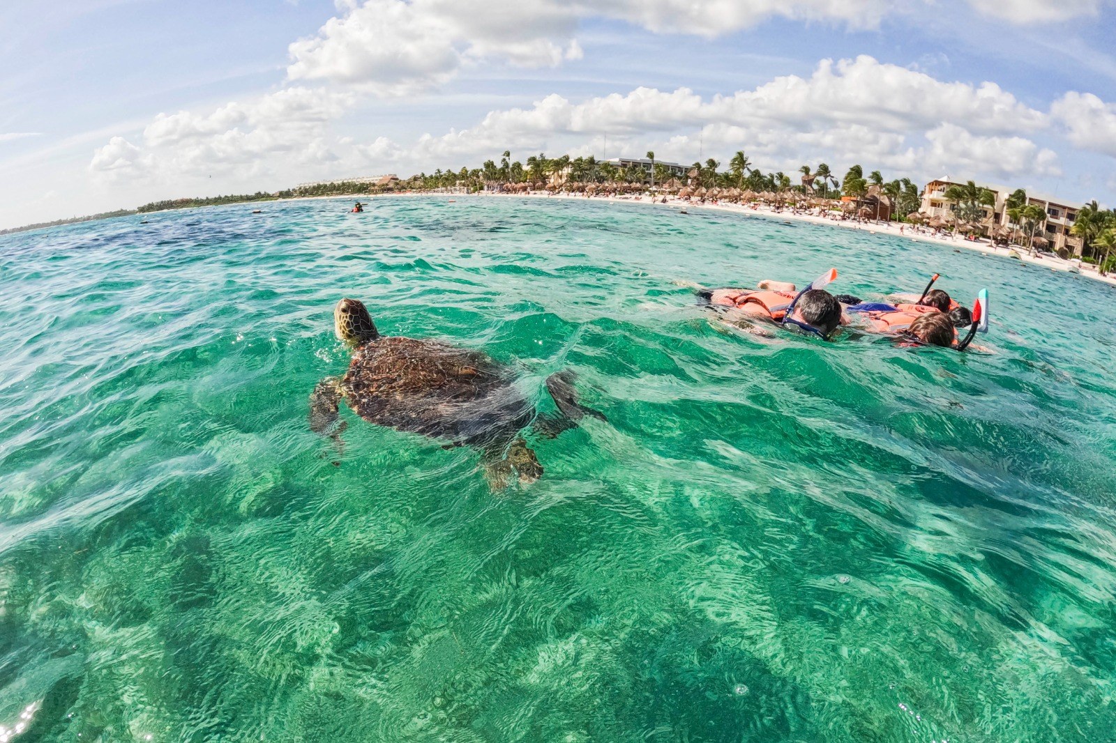 Dos viajeros haciendo snorkel junto a una tortuga marina en la bahía de Akumal