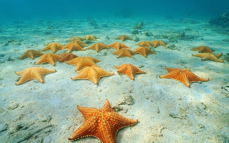 Estrellas de mar naranjas sobre el fondo de arena en el banco de El Cielo, en Cozumel