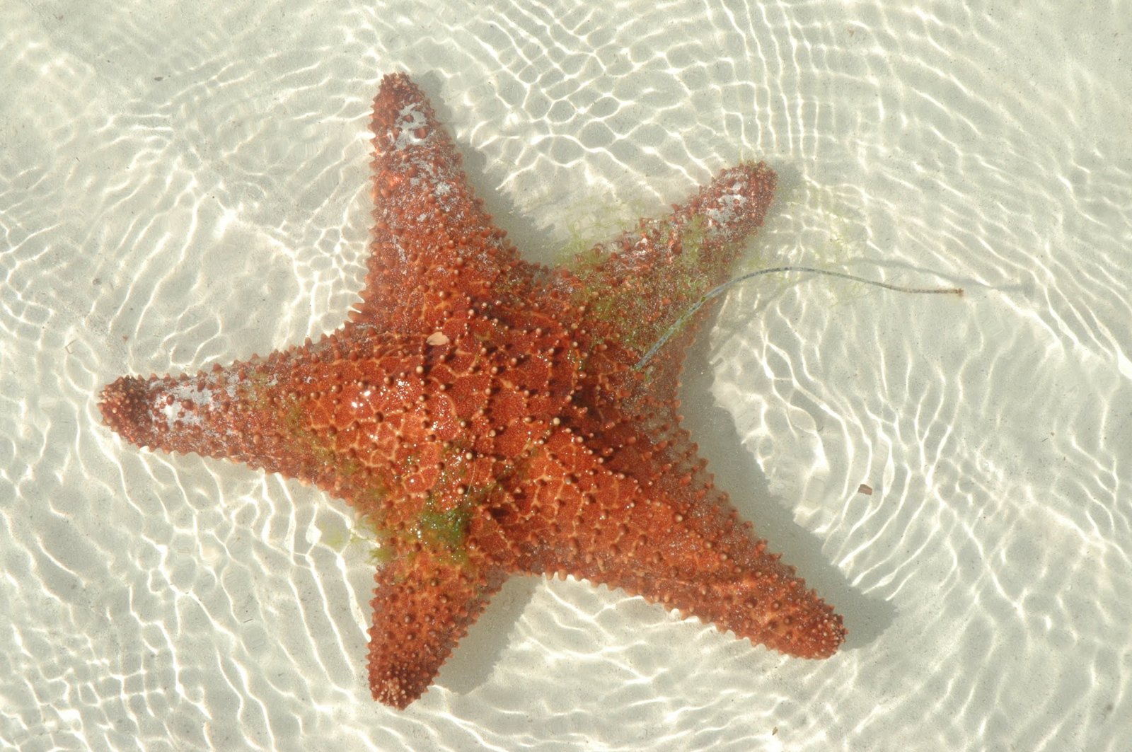 Estrella de mar naranja en aguas someras y transparentes del Caribe mexicano