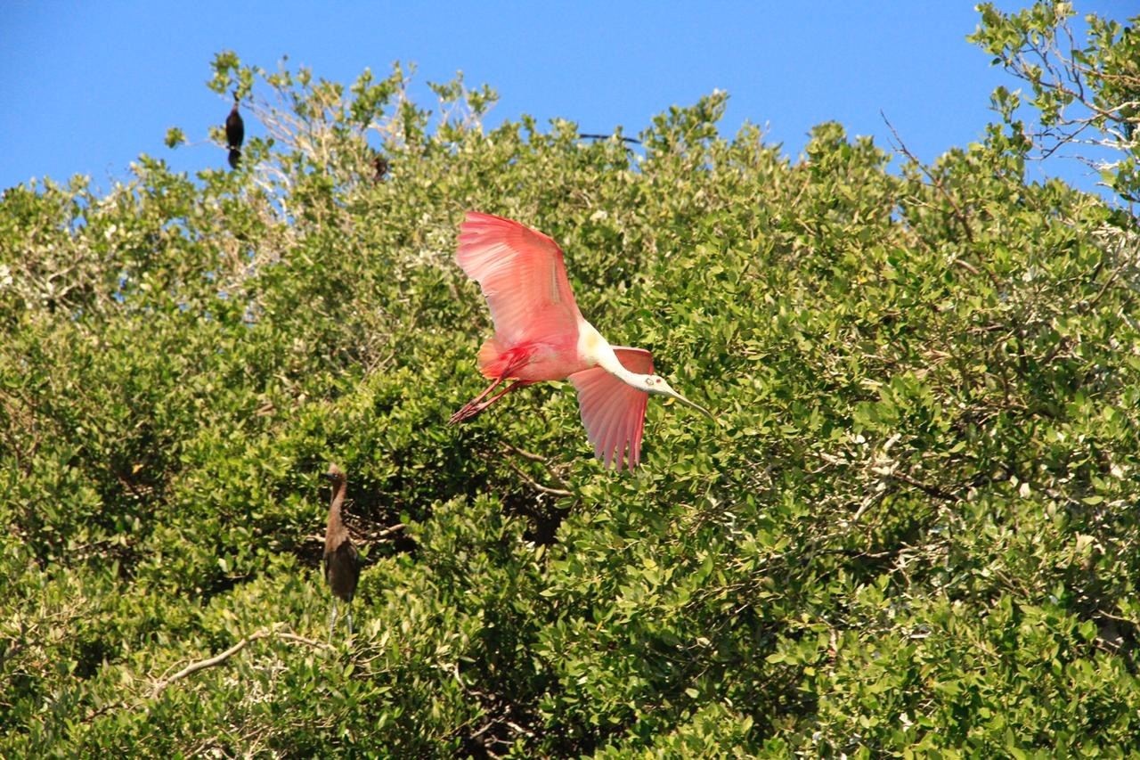 Espátula rosada levantando el vuelo sobre el manglar de Sian Ka'an