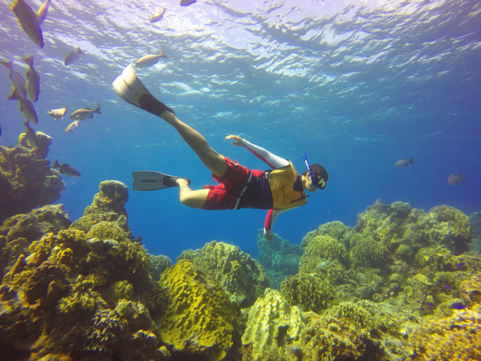 Viajero haciendo snorkel sobre un arrecife de coral con peces en Cozumel
