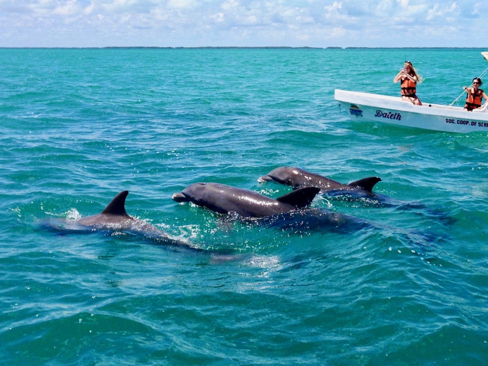 Grupo de delfines nadando junto a una lancha de viajeros en la bahía de Sian Ka'an