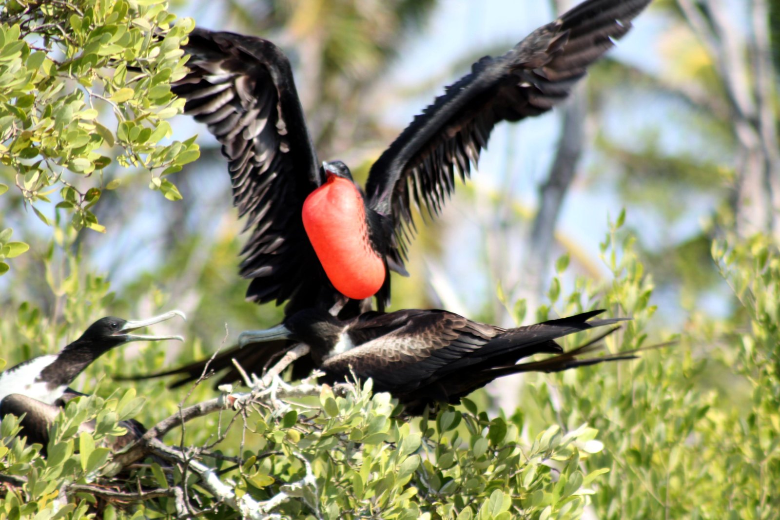 Fragata macho con la garganta roja hinchada posada en el manglar de Isla Contoy